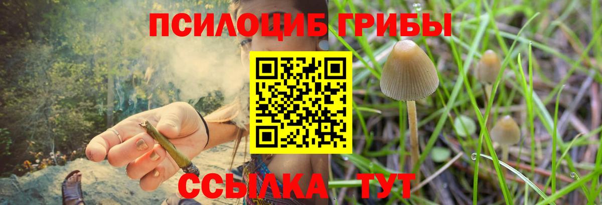 сколько стоит  Вход с VPN  Кольчугино  Галлюциногенные грибы прущие грибы  Галлюциногенные грибы Psilocybine cubensis 